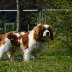 Mijn eerste hondje (Twinkle)