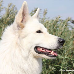 Isa in de duinen bij IJmuiderslag