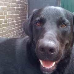 Ik ben Max, een kruising labrador x berner sennen van 11…