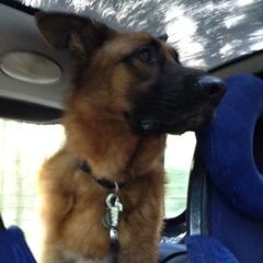 Grote hond in een Smartje haha