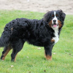 max 7.5 maanden