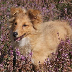 Dit is Bente mijn jongste Sheltie gisteren op de heide
