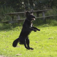 Ivy, Jump!