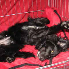 Ivy, lekker chillen!