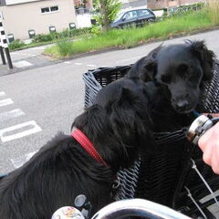 KUSJE! Ivy en nestbroer Spike (Ayco)