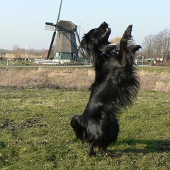 Echt Hollands plaatje! (Sire)