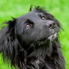 Mijn mooie Markiezenmeisje (Ivy)