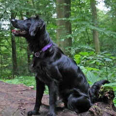 Ivy, 6 maanden in het bos