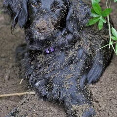 Ivy, 7 maanden lekker aan het spelen in de tuin.