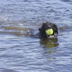 Grote tennisbal of kleine hond? (Ivy)
