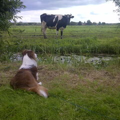 Kletsen met de koe