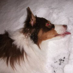 Sneeuw likken :-)