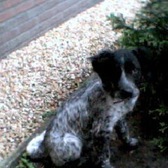 Mijn hond als puppy