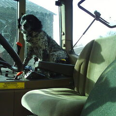 Mijn hond op de trekker haha