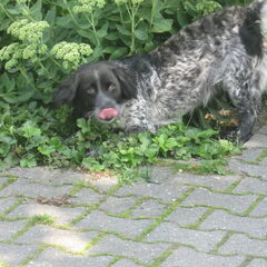 Mijn hond in de planten haha