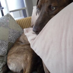 Frutsel relaxen op de bank