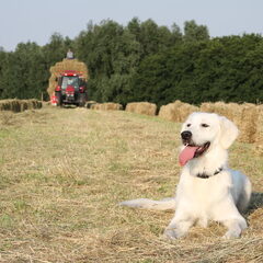 Hooibouw 2012.