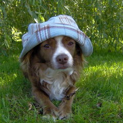 Dit is onze Artuur, een Spaans hondje die wij geadopteerd…