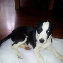 Hallo ik ben Chika (Border Collie)van 9 weken. Sinds…