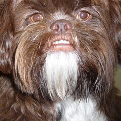 Knapperd!