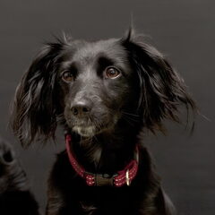 Onze Ivy, foto Kristiaen