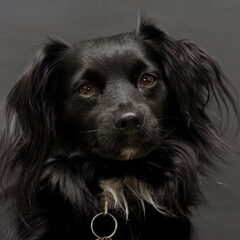Onze Sire, foto Kristiaen