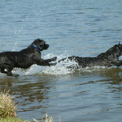 Echte labradors zijn net vissen, ze houden van zwemmen :)