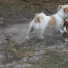 spanky en ozzy