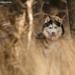 Silver als wolf.
