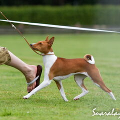 Aoide op de Basenji clubmatch in Duitsland waar ze beste…