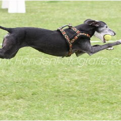 flo op de fly-ball baan.