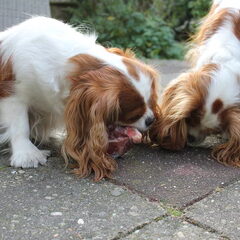Samen eten