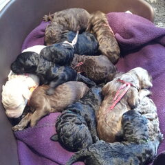 Pups van Hanna geboren op 4 oktober!!!!