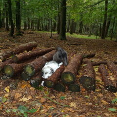 Lekker struinen door de bossen in Apeldoorn.