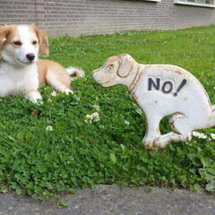 Nee Nero dat mag dus niet!
