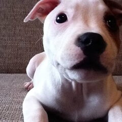 Lief