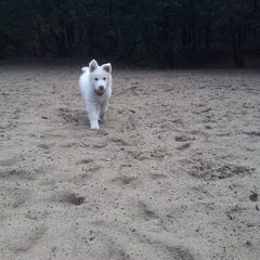 In het bos!