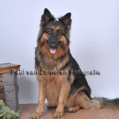 fotoshoot shiva