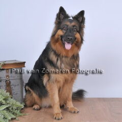 fotoshoot shiva