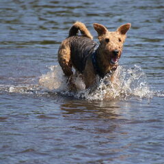 Waterpret