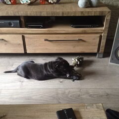 Onze eerste pup voor de eerste dag bij ons
