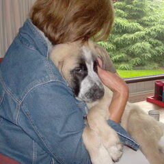 toen onze pup een pupje was, inmiddels 3 jr. een haar naam…