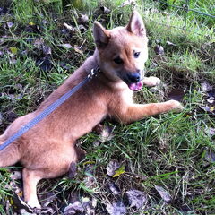 Chiko