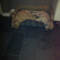 lekker lui onze Doodle en Tibs