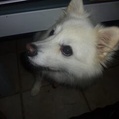 Flynn