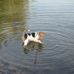 Kwibus is ook al een waterrat!