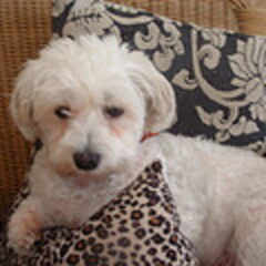 dit is mijn hondje didi zij is zooo lief en gehoorzaam zij…