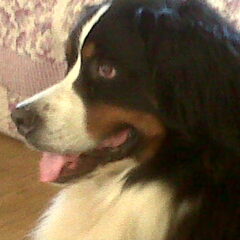 Noa 3jarige teef (Teef,want ze is overweldigend groot)