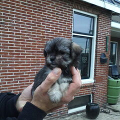Diesel. poppie