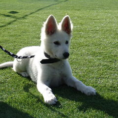 Tijdens de puppytraining